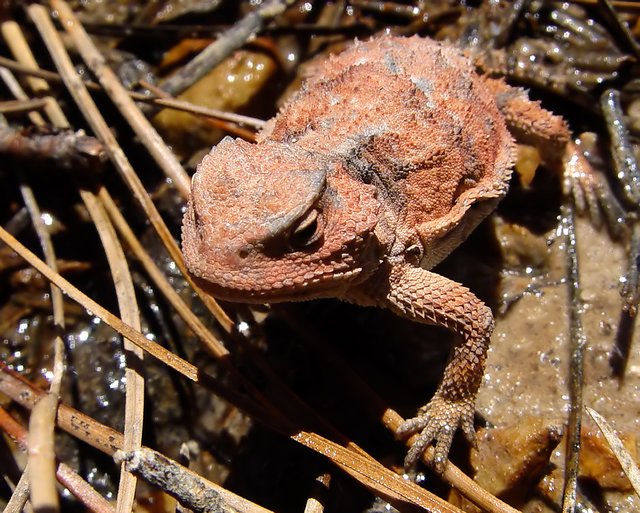 Short Horned Lizard