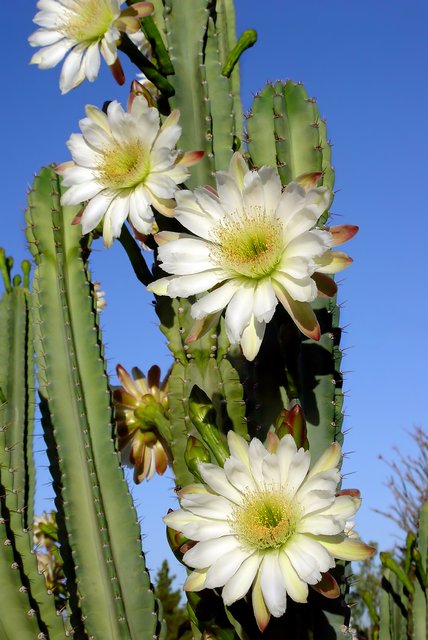 Stenocereus Bloom