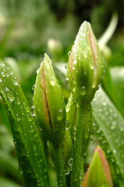 Spring Rain