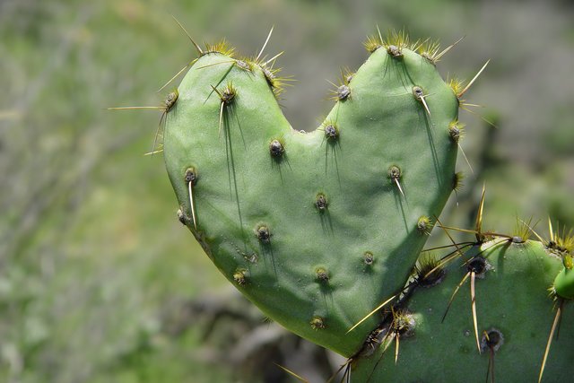 Cactus Love