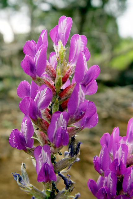 Wild Lupine