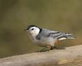 Nuthatch