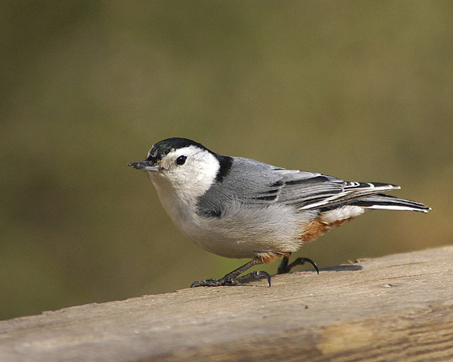 Nuthatch