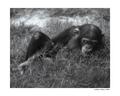 Chimpanzee