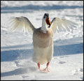 Snow Duck