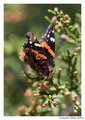 Flutterby