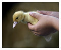 Chicken Little