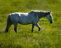 Pasture