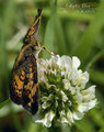 Flutterby