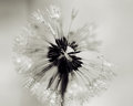 Ice Weed