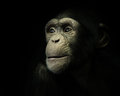 Portrait of an Ape