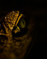 The Eye