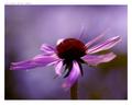 Coneflower