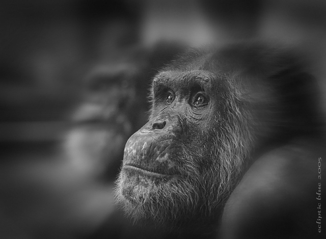 chimp-lensbaby1.jpg