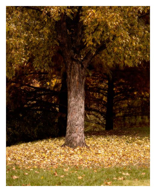 Fall
