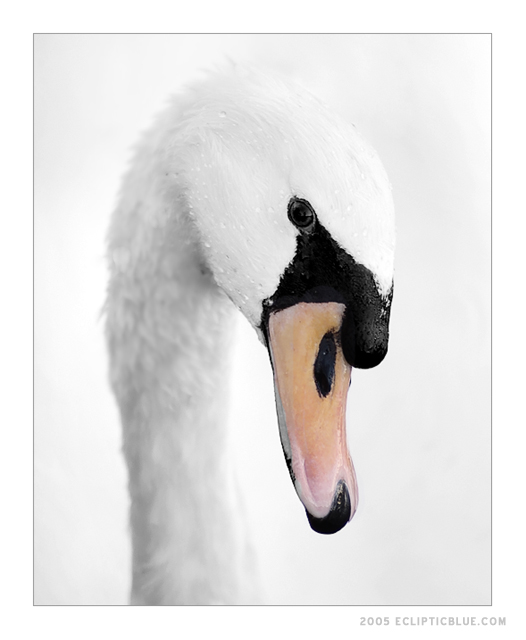 Swan Regality
