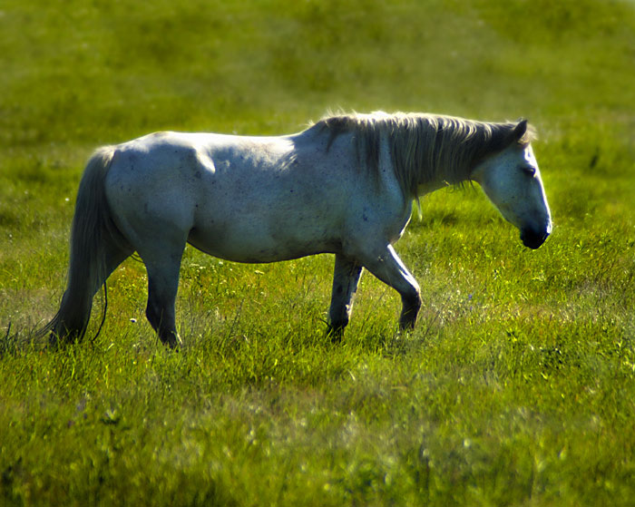 Pasture