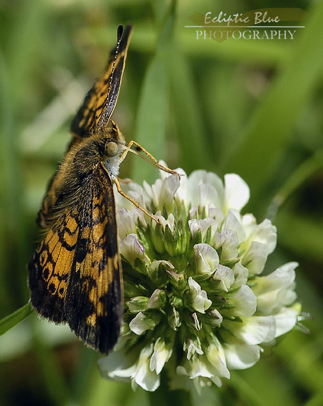 Flutterby