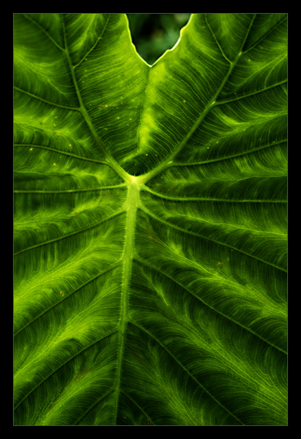 Green Veins