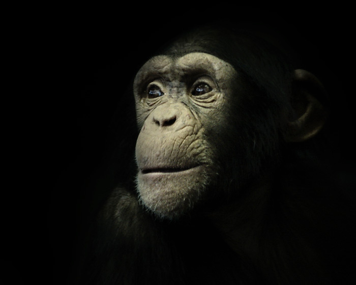 Portrait of an Ape