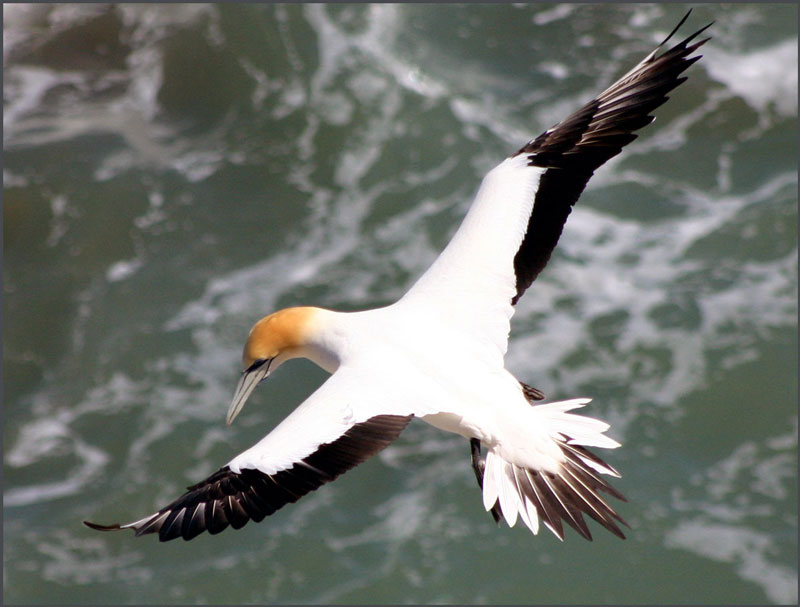 The-Gannet.jpg