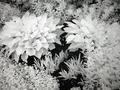 IR Plants 1