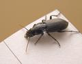 Beetle 1