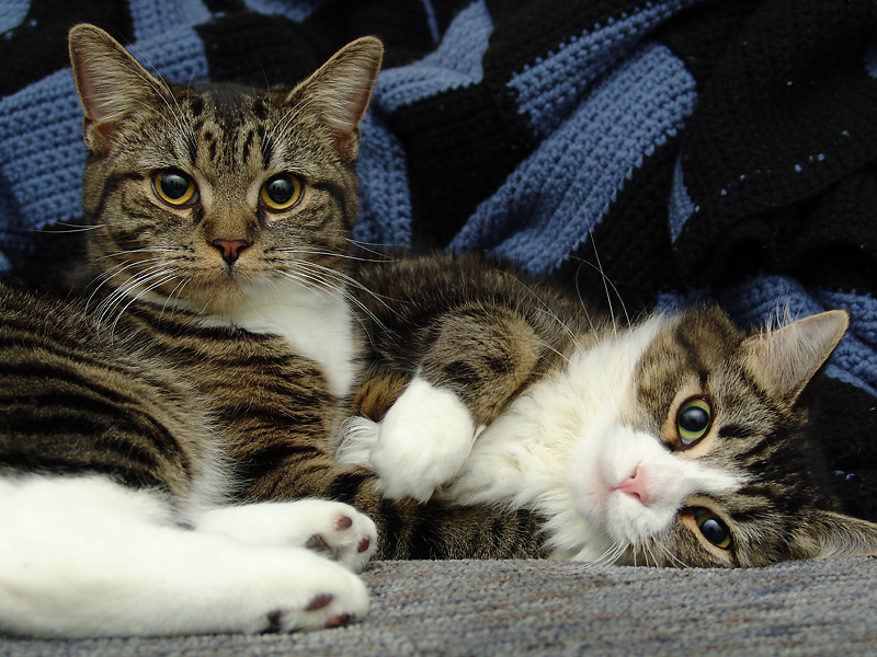 2 cats