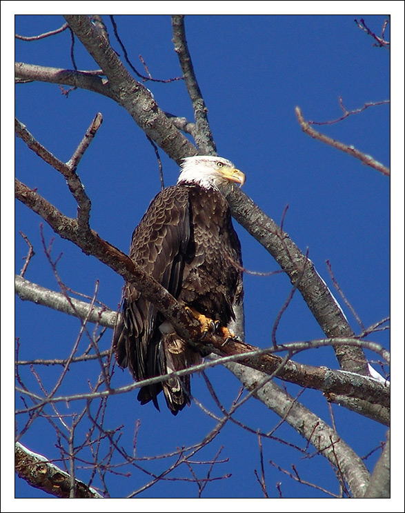eagle1.jpg