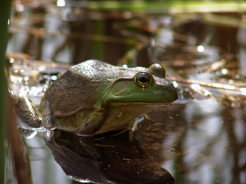 frog1.jpg