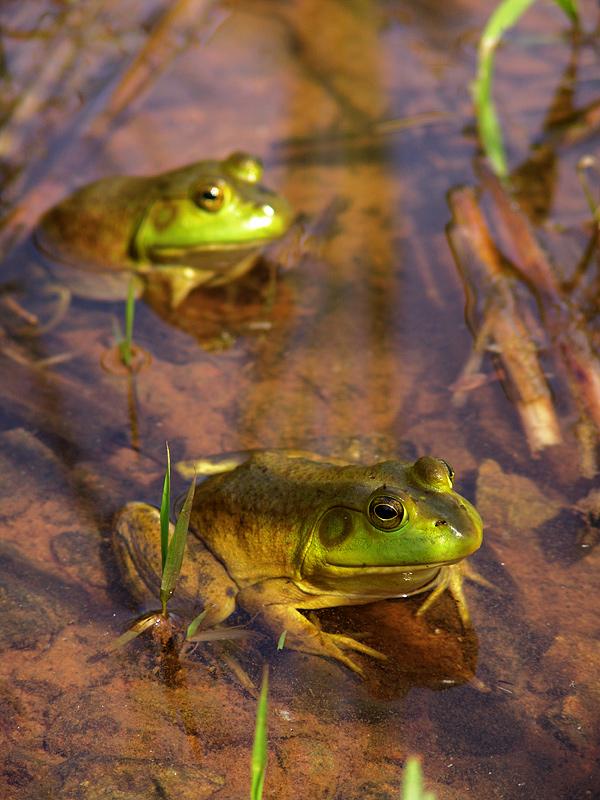 frog2.jpg