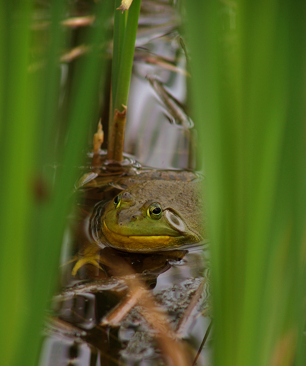 frog3.jpg