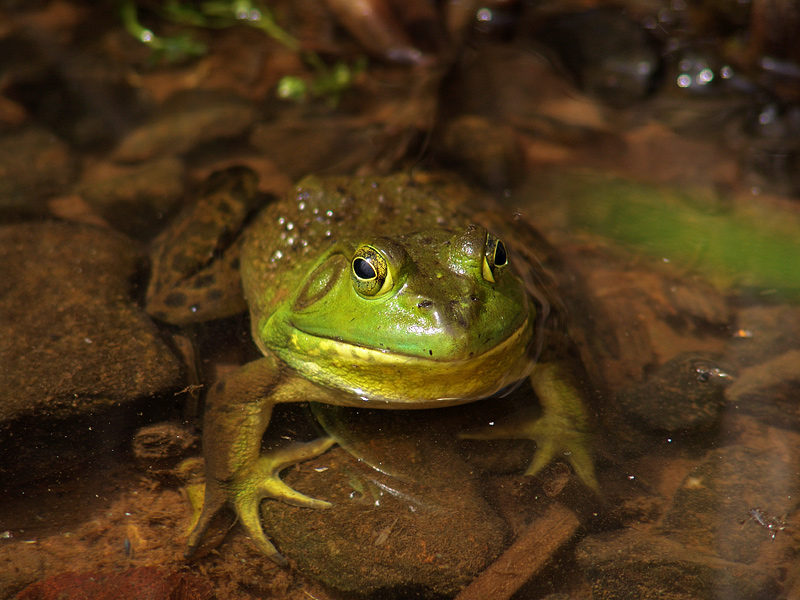 frog5.jpg