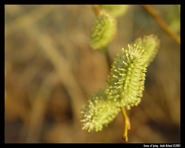 Greens of Spring
