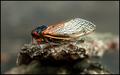 Cicada
