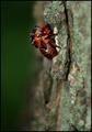 Molting Cicada