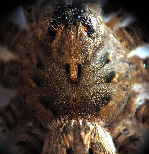 DSC_5800_wolf_spider_center.jpg
