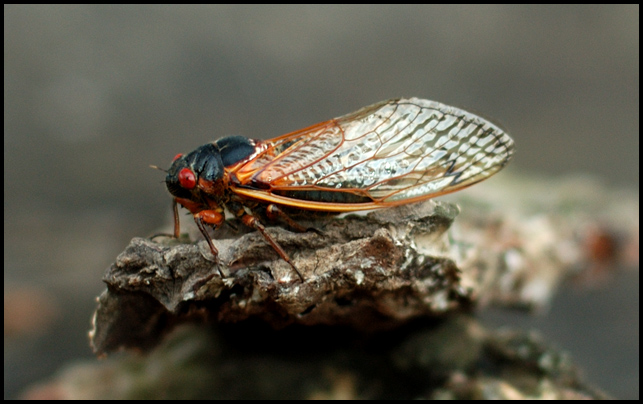 Cicada