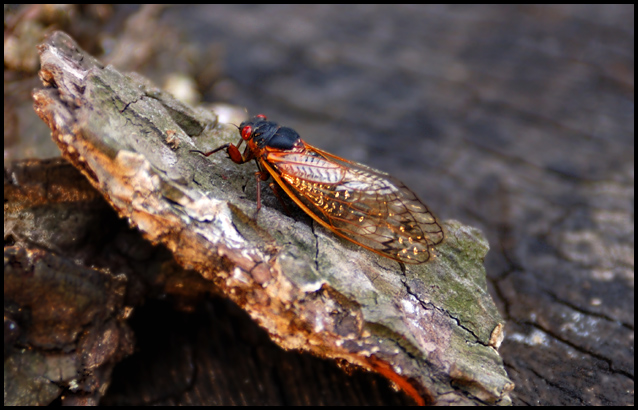 Cicada @rest