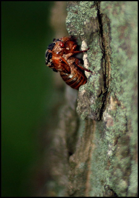 Molting Cicada