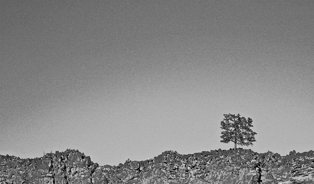 DSC_8168bw_crop.jpg