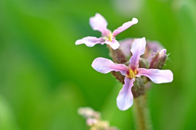 Amazingly Flowery