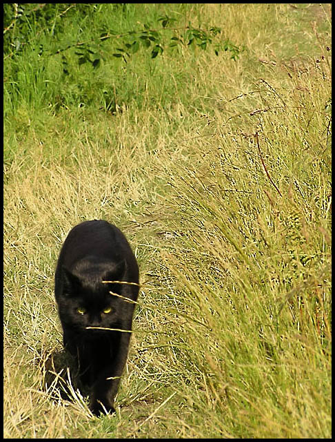 Black Cat