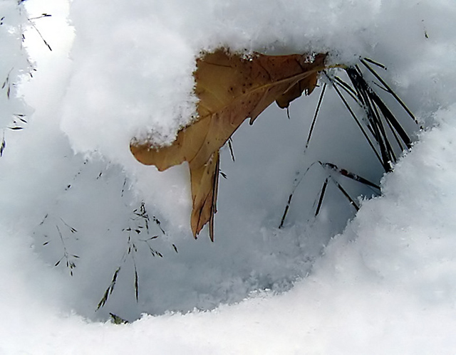 Leaf In Snow