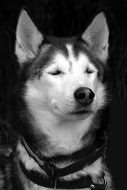 A Dogs Enjoyment
