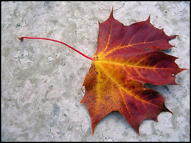 leaf