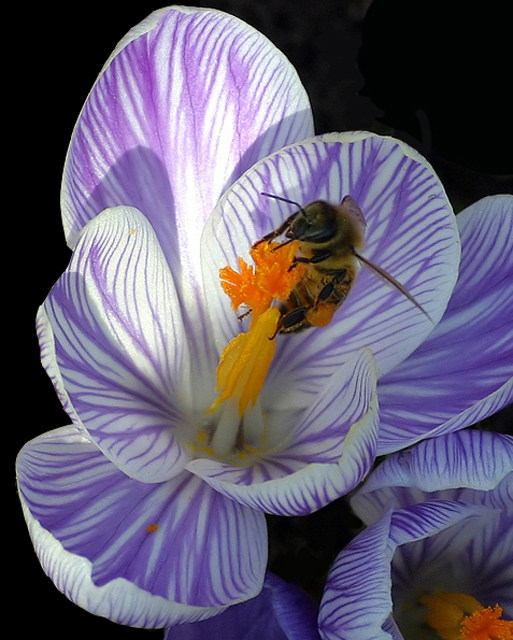 Flower Lover II