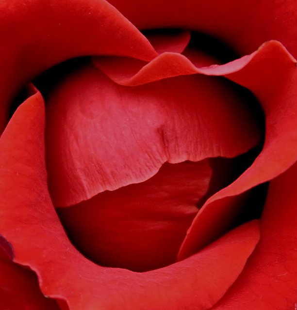 Red Rose