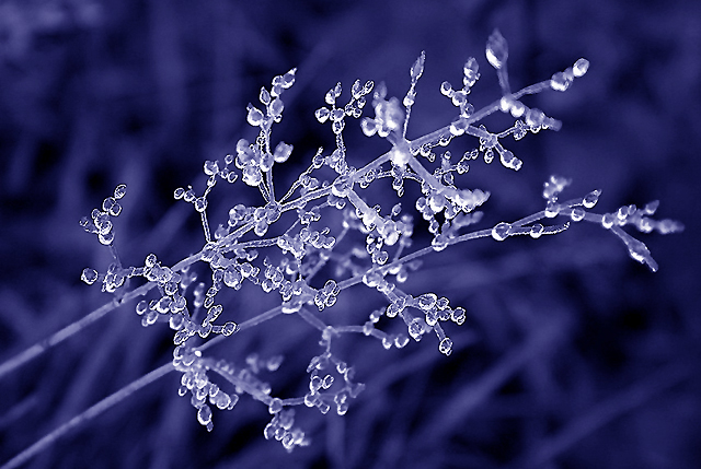 Ice On Straw