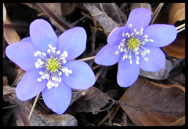 Spring